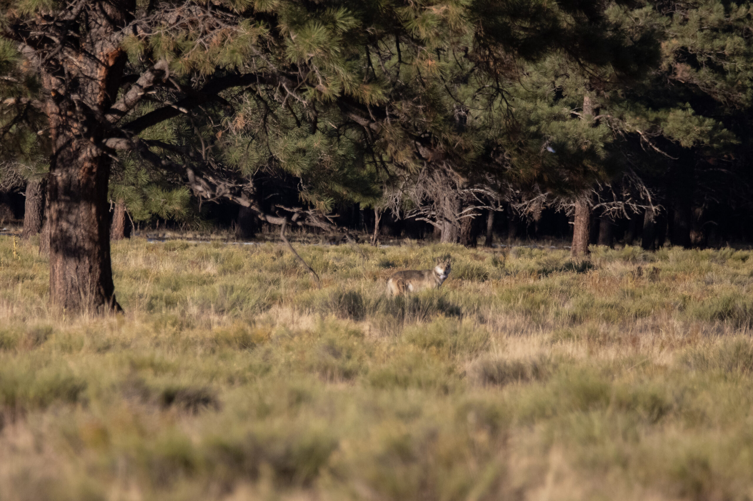 Hope the Mexican gray wolf
